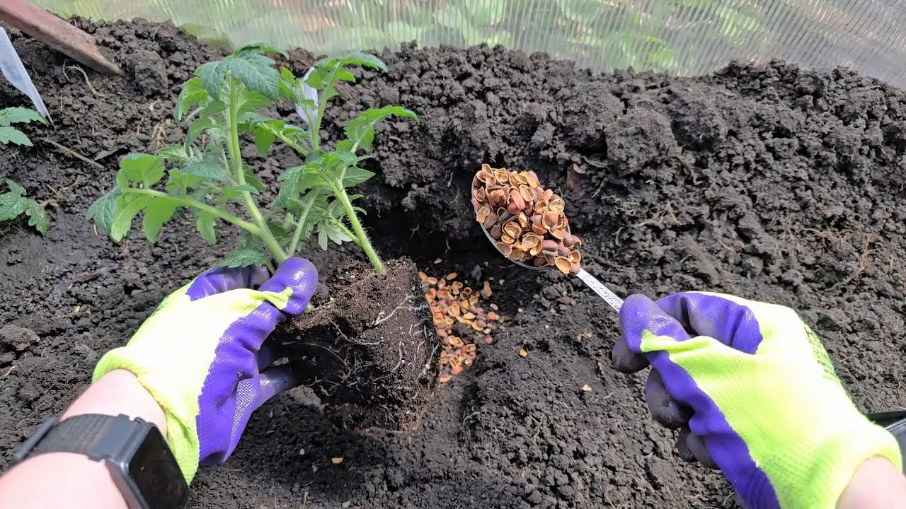 Wbijanie starych łyżek w ziemię pod roślinami: dlaczego jest to zalecane