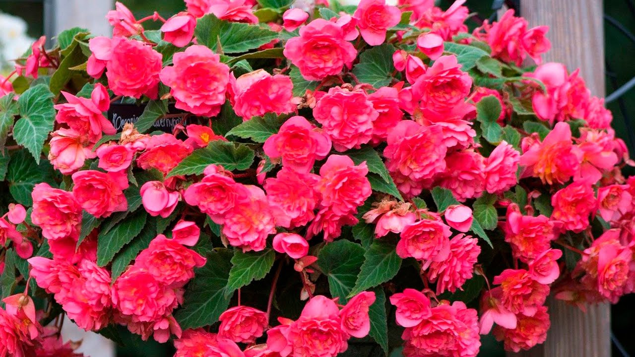 Stwórz żywopłot w ciągu kilku miesięcy: 3 bardzo szybko rosnące rośliny do Twojego ogrodu