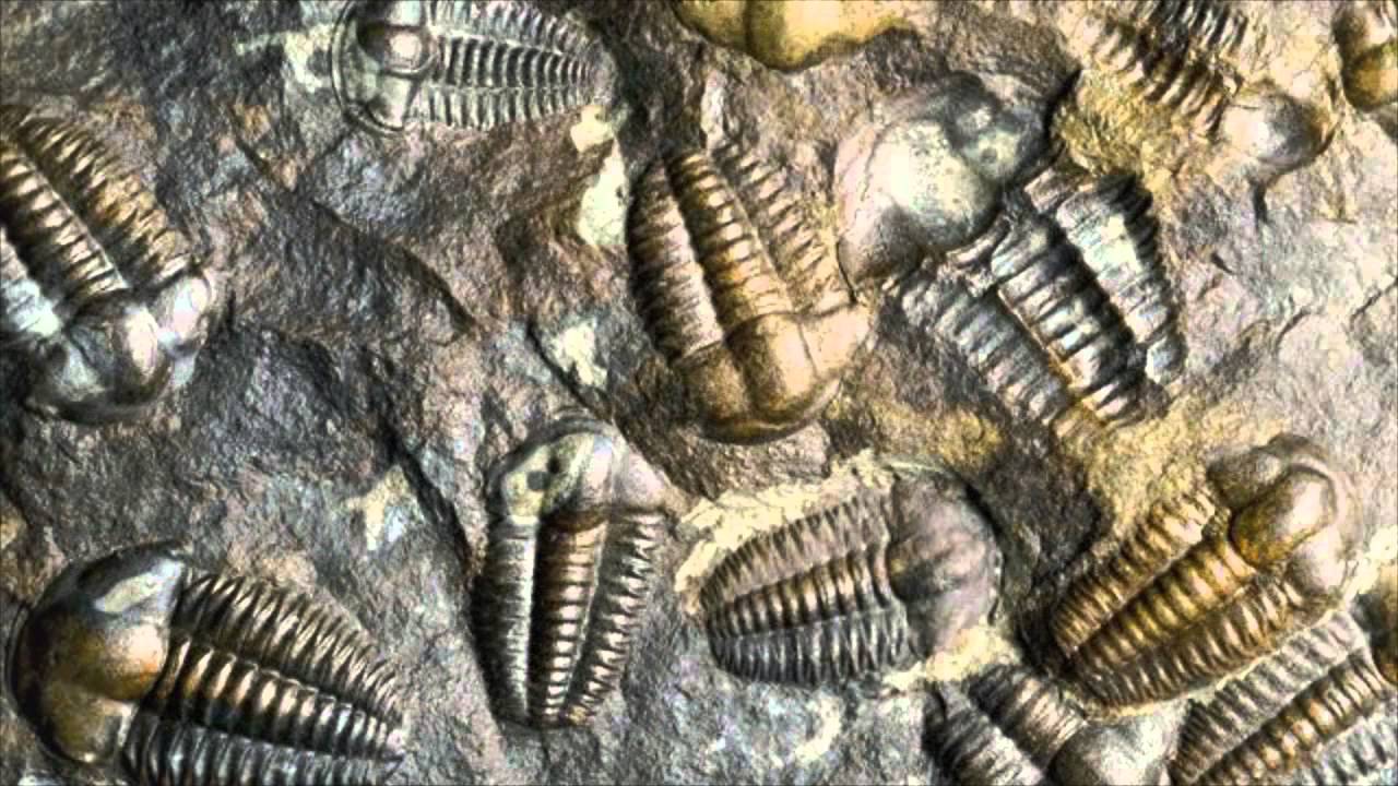 Analiza pokazuje, że skamielina, której wiek szacuje się na miliony lat, mogła stanowić nieznaną formę życia.