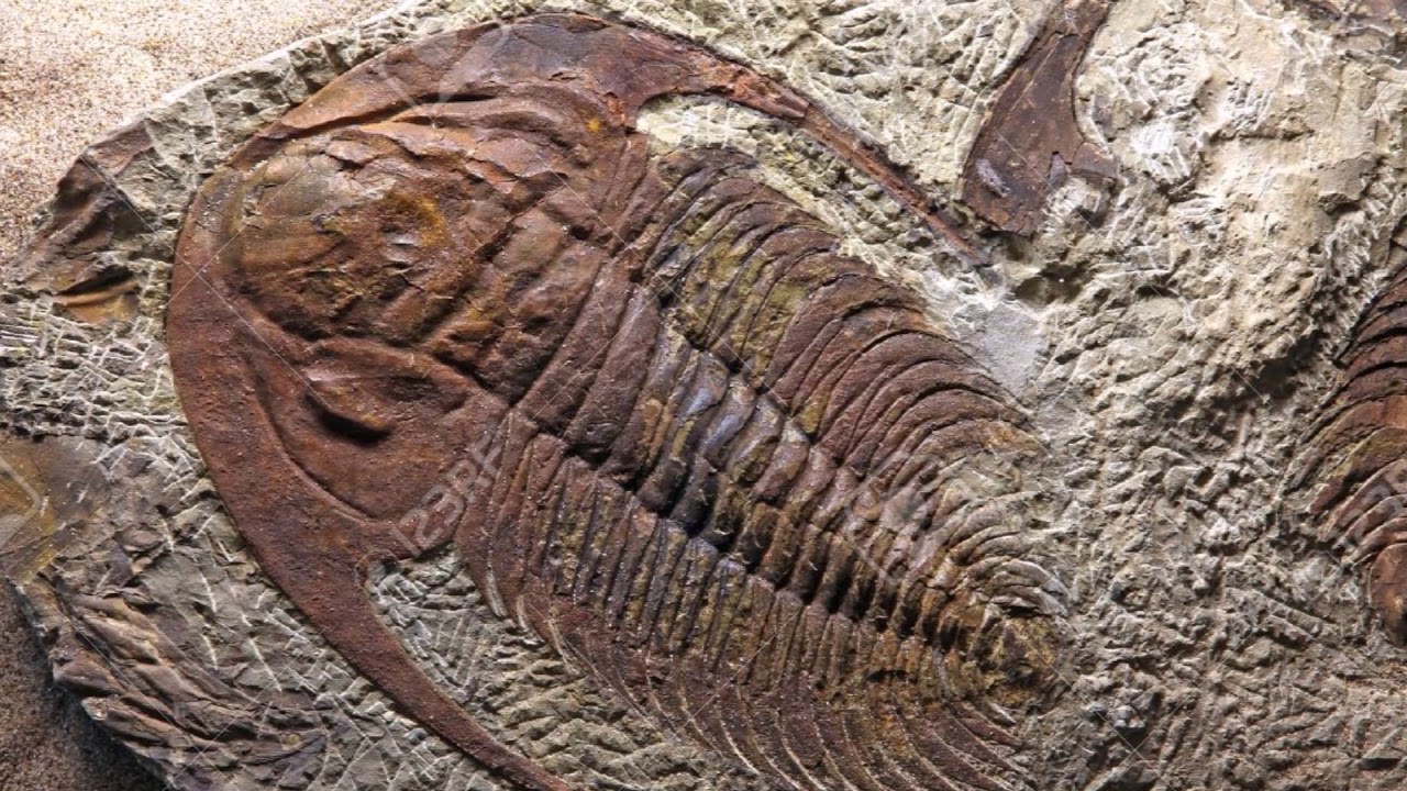 Analiza pokazuje, że skamielina, której wiek szacuje się na miliony lat, mogła stanowić nieznaną formę życia.