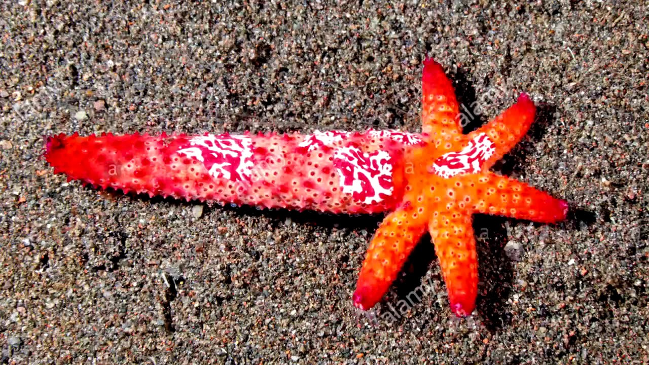 Naukowcy odkryli biologiczną tajemnicę praktycznie nieśmiertelnego zwierzęcia, która może zmienić walkę ze starzeniem się.