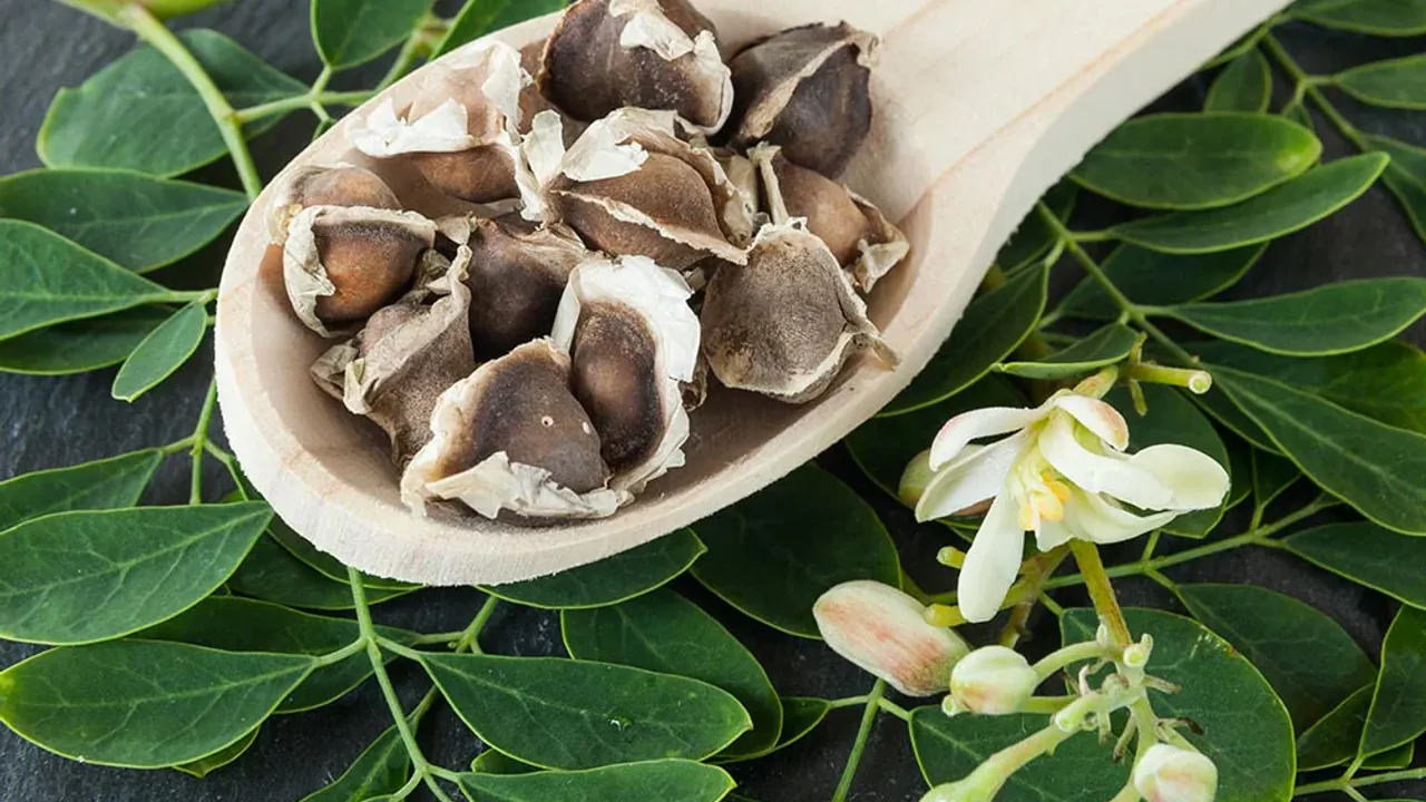 Moringa: do czego służy roślina znana jako „drzewo życia”?