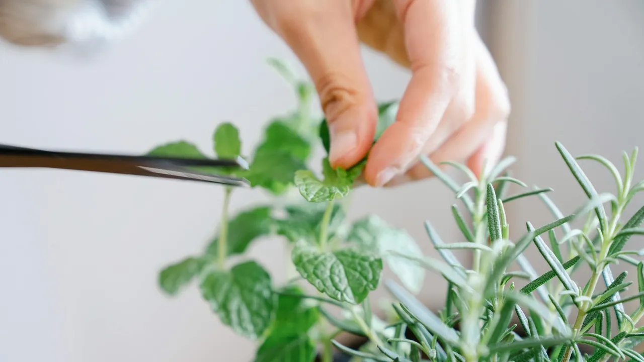Pachnący ogród: dlaczego styczeń to idealny czas na sadzenie aromatycznych ziół, które szybko się przyjmą.