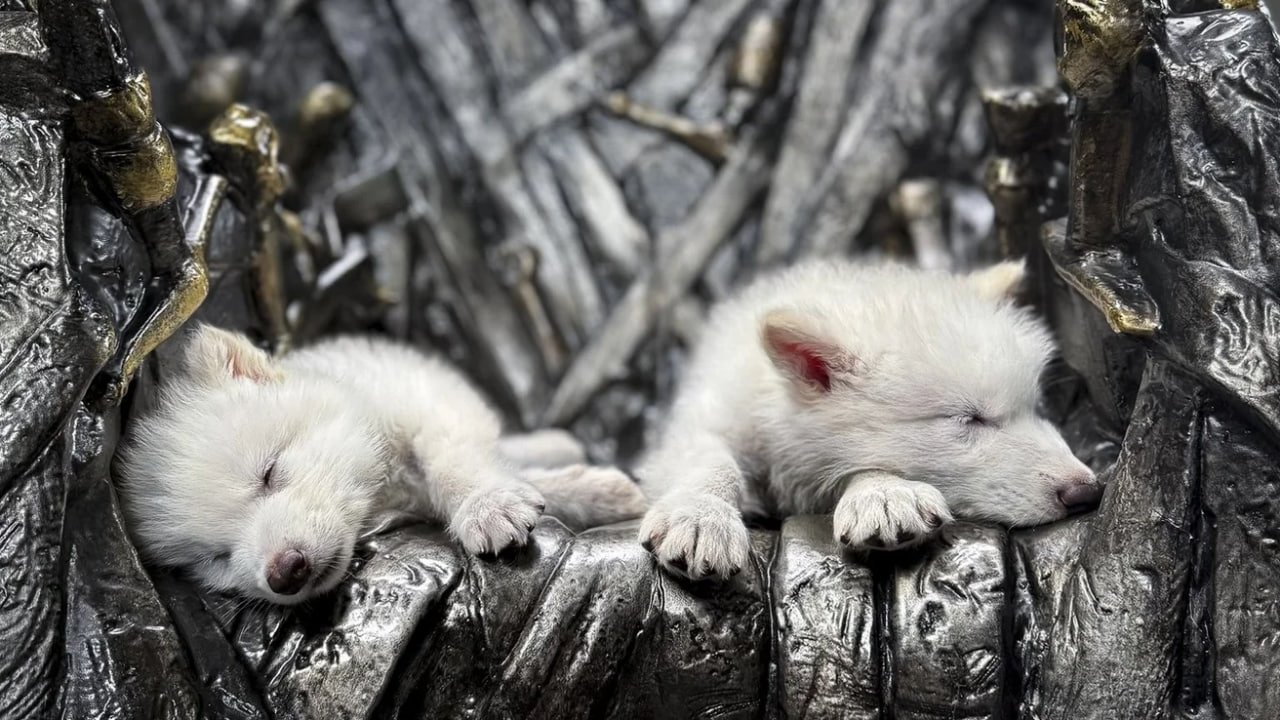 Naukowcy rzucili wyzwanie śmierci i znaleźli „świętego Graala” życia: pozwoliłoby to przywrócić do życia gatunki, które wyginęły ponad 10 000 lat temu.