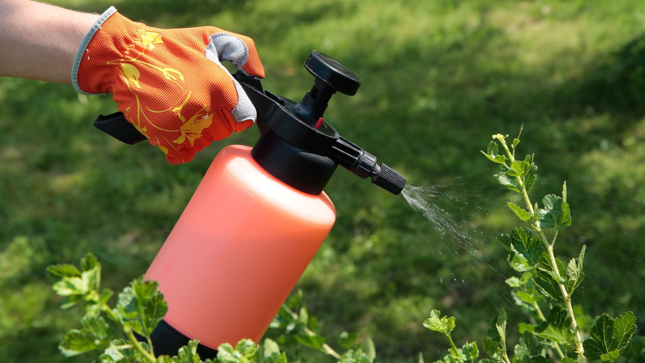 Opryskiwanie roślin octem: po co to robić i czemu warto.